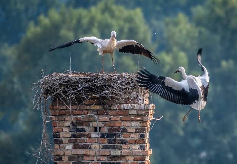 Expert Chimney Animal Removal in Hometown, IL Professional Chimney Animal Removal Services in Hometown, Illinois
